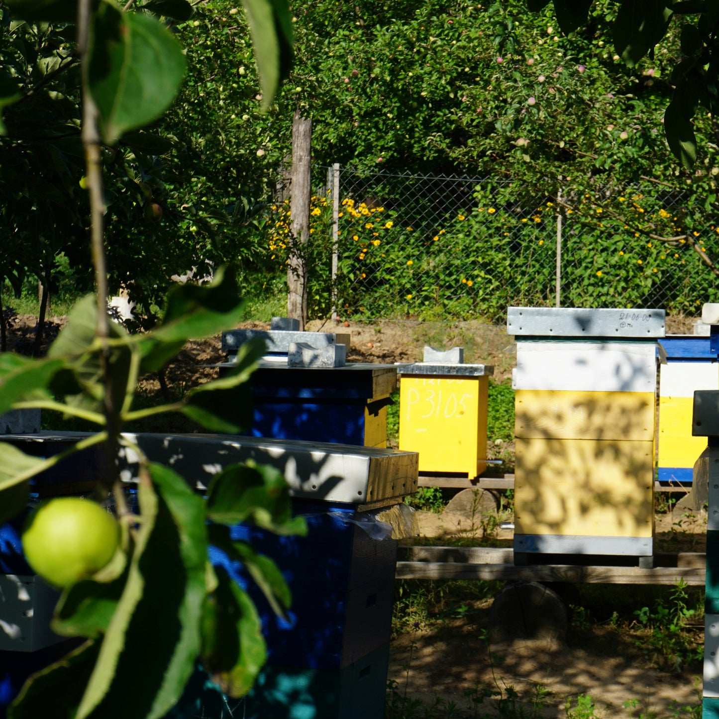 Apiary Partner (Businesses and Bee Clubs)