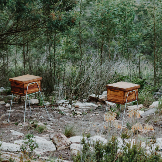 Schools Membership (resources for educators to teach beekeeping)